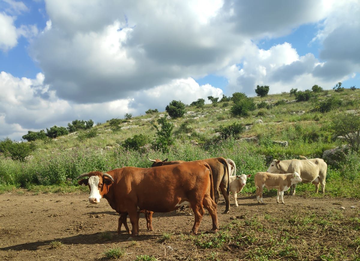 הגבעות הדרומיתטיולים באזור מודיעין 